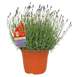 GROW by OBI Lavendel Lila 60 cm Lavandula Angustifolia