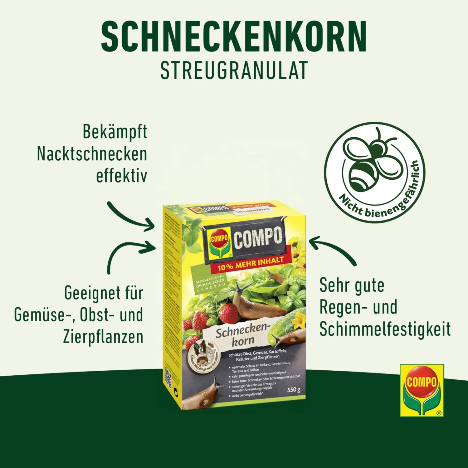 meerrettich saatgut Meerrettich 'Karl der Große' -Jungpflanzen main image 1