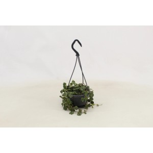 Grünpflanzen-Ampel mit Ranken im Topf (ca. 10,5 cm Ø), sortierte Auswahl.