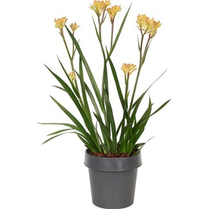 Kängurupfote (Anigozanthos) im Topf, gelbe Blüten, ca. 35-45 cm hoch.