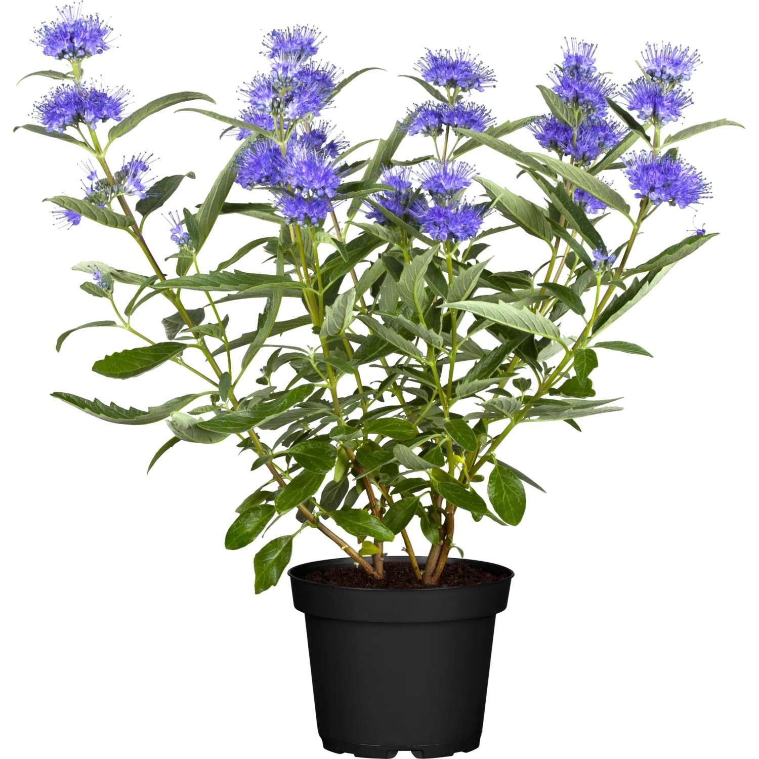 Blühende OBI Bartblume im Topf, blaue Blüten, ca. 3 l Container.