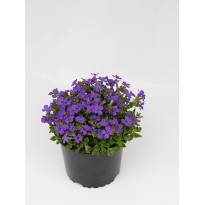 Blaukissen 'Kitte' im Topf, leuchtend violette Blüten, kompakt wachsend.