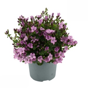 Glockenblume Ambella Pink im Topf, ca. 15-20 cm hoch, rosafarbene Blüten.