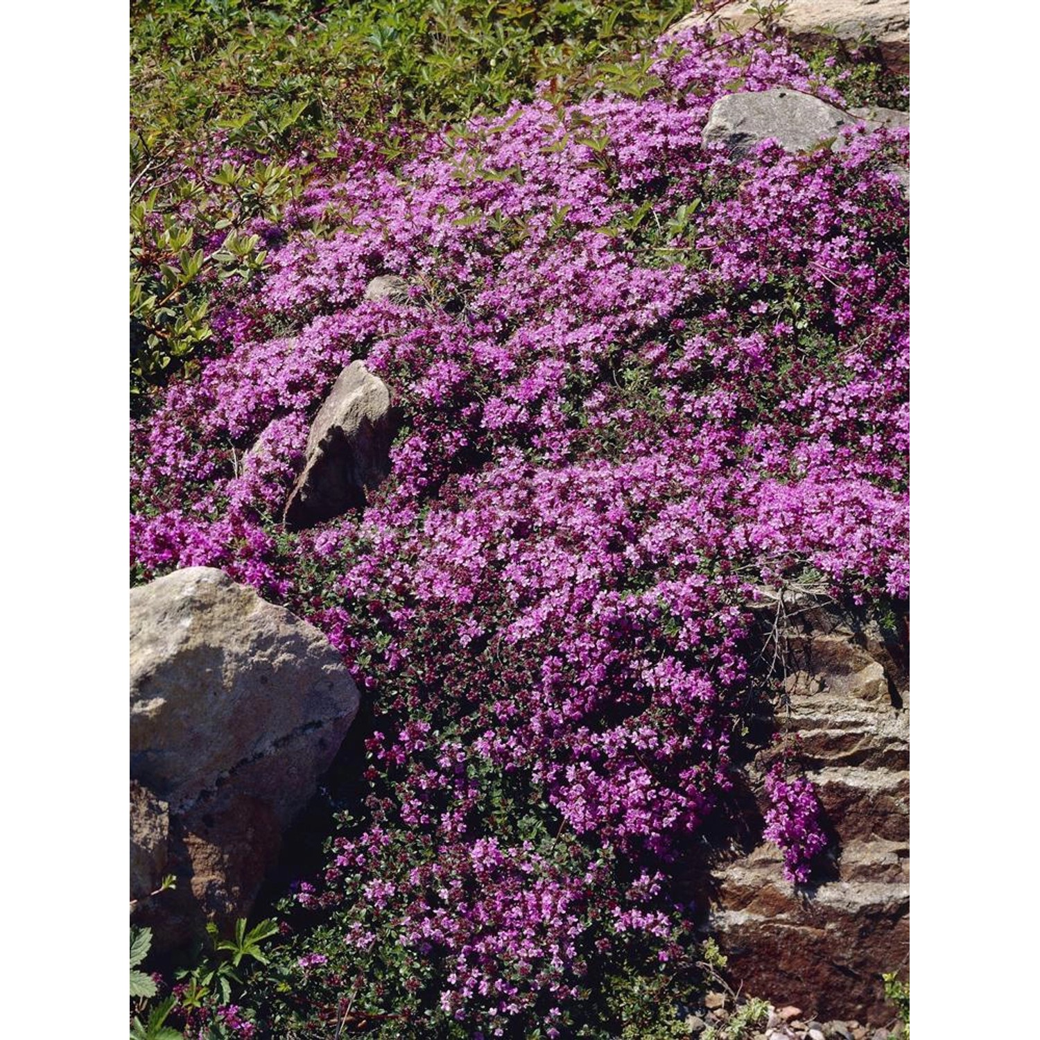 Blühender Feldthymian Coccineus Rot im Topf, ideal für Steingärten. Thymus mit roten Blüten.
