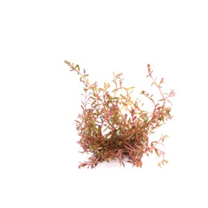 Rotala spec.HRa Aquariumpflanze, rot, 30-50cm, für Süßwasser Aquarien.