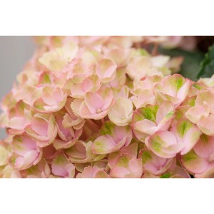 Ballhortensie "Magical" Rosa Topf ca. 5 l Hydrangea