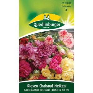 Quedlinburger Riesen-Chabaudnelken Mischung mit bunten, gefüllten Blüten für Beet und Schnitt.