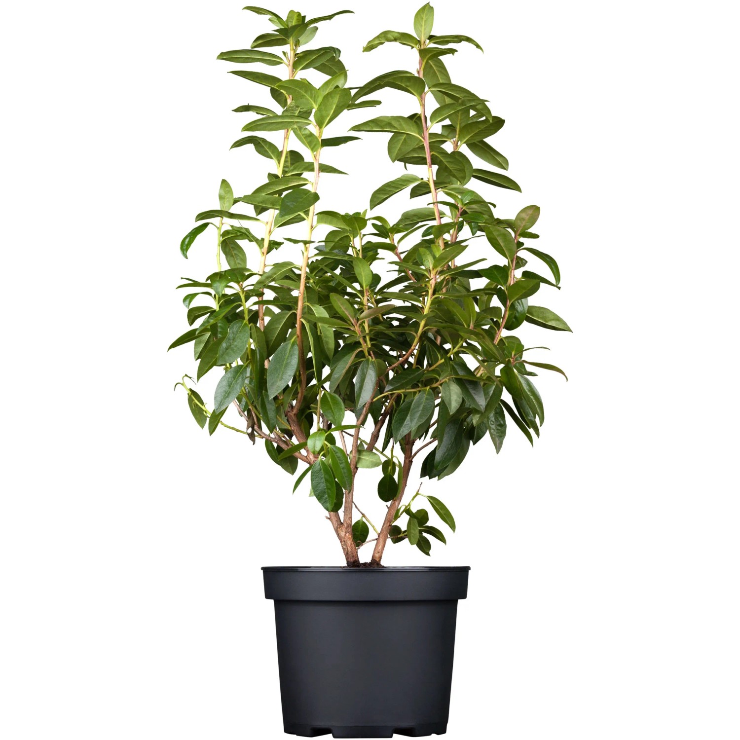 Vorfrhlings-Rhododendron Hhe ca. 10 - 30 cm Topf ca. 2,25 l Rhododendron  kaufen bei OBI