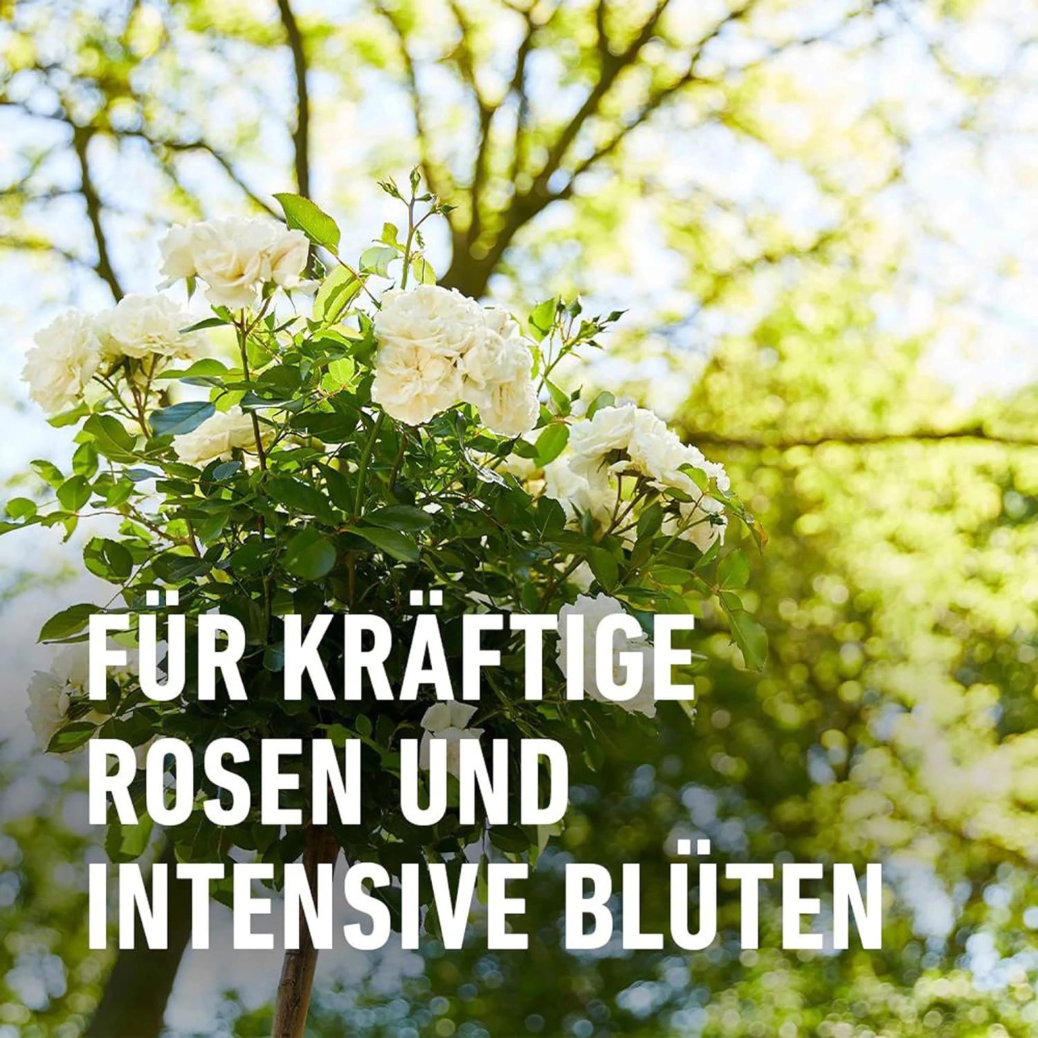 Compo Rosendünger 1 l_7