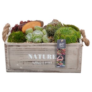 Hauswurz-Arrangement in Holzkiste, bepflanzte Schale mit Sempervivum für den Balkon.