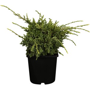 Zwerg-Wacholder 'Holger' im Topf, gelbgrüne Nadeln, ca. 5-10 cm hoch, ideal als Bodendecker.