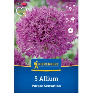 Kiepenkerl Zierlauch Purple Sensation, 5 Stück. Lila Blütenball, ideal für Nützlinge und als Schnittblume.
