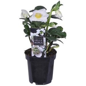 Winterharte, weiße Christrose 'Christmas Carol' im Topf (Ø 9cm).