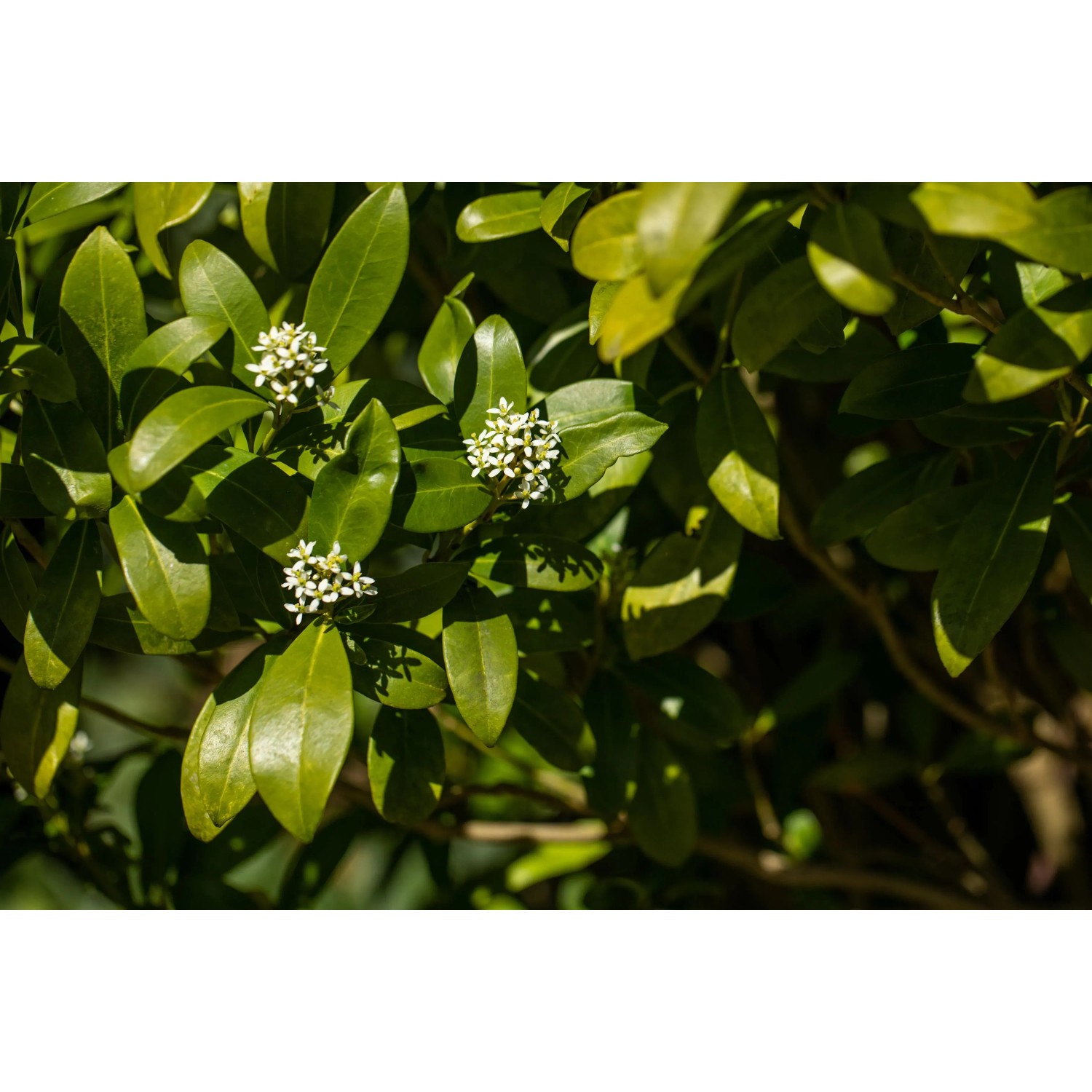 Blühende Kübelpflanze mit GROW by OBI Zitrusdünger für Wachstum und Blüten.
