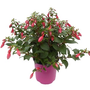Fuchsie Rot im Topf, ca. 45 cm hoch. Blühende Kübelpflanze mit glockenförmigen Blüten.