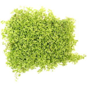 Dennerle Aquariumpflanze Micranthemum tweediei auf Pad, grüne Vordergrundpflanze.