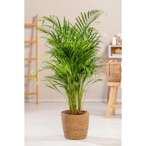 Grüne Goldfruchtpalme (Areca Dypsis Lutescens) im Topf, Zimmerpalme für ein tropisches Flair.