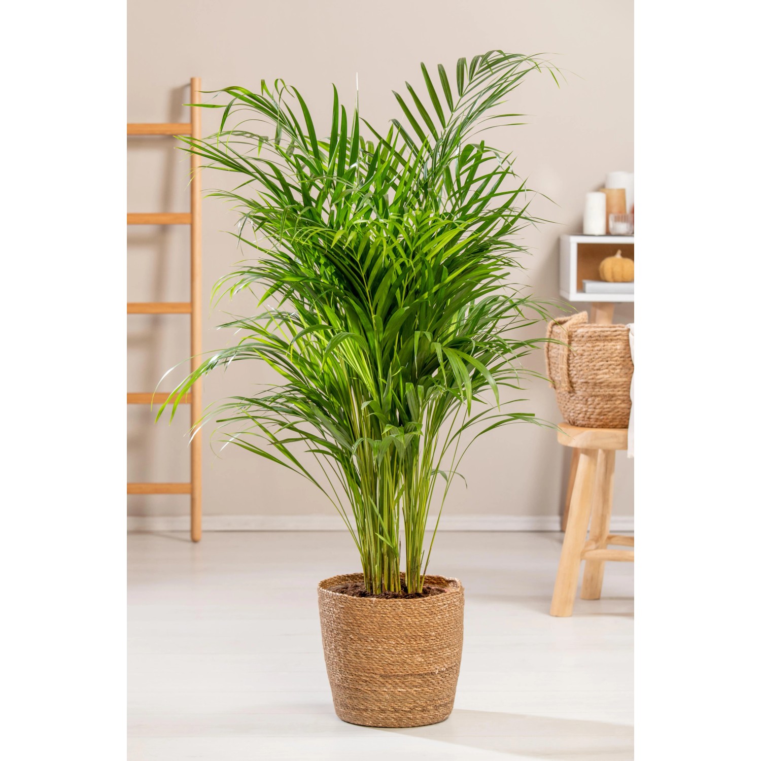 GROW by OBI Goldfruchtpalme Hhe 110-120 cm Topf  24 cm Areca Dypsis  Lutescens kaufen bei OBI