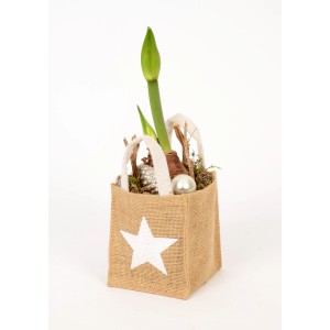 Amaryllis im Jute-Gefäß Topf-Ø ca. 10 cm