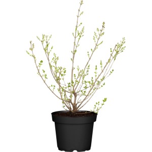 Meyers Flieder "Palibin" Lila Höhe ca. 60 cm Topf ca. 5 l Syringa
