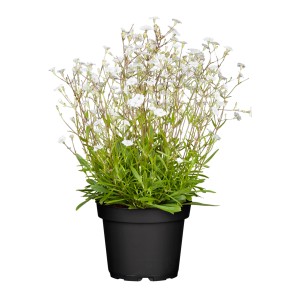 GROW by OBI Leimkraut Weiß im Topf, ca. 13 cm Topfgröße. Zarte, weiße Blüten.