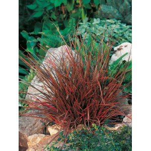 GROW by OBI Mahagonisegge "Rubra" Topf-Ø ca. 12 cm Uncinia uncinata