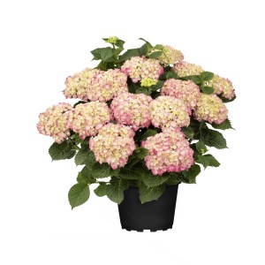 Bauernhortensie "Rembrandt Dolce Chic" Höhe ca. 30 - 40 cm Topf ca. 3 l