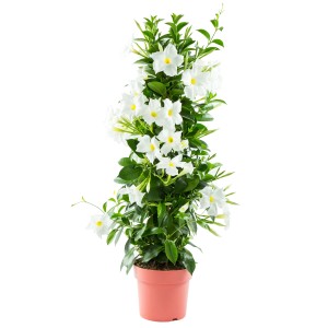 Dipladenie Pyramide im Topf, ca. 70 cm hoch, mit weißen Blüten. Blühende Kübelpflanze.