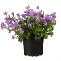 Violette GROW by OBI Dalmatiner Glockenblume im Topf (Ø 9cm).