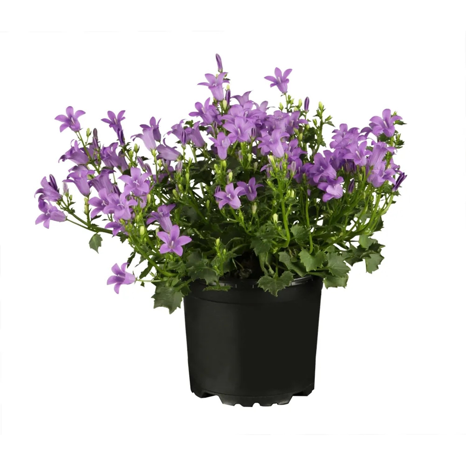 Violette GROW by OBI Dalmatiner Glockenblume im Topf (Ø 9cm).