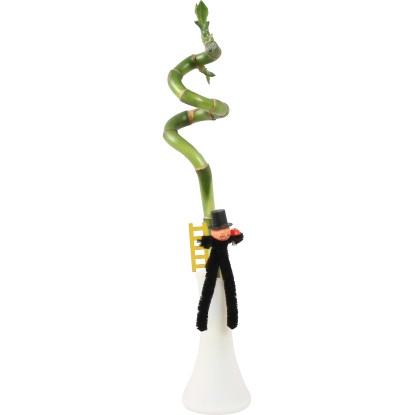 Glücksbambus Arrangement Spirale in einer Vase TopfØ ca. 5 cm kaufen