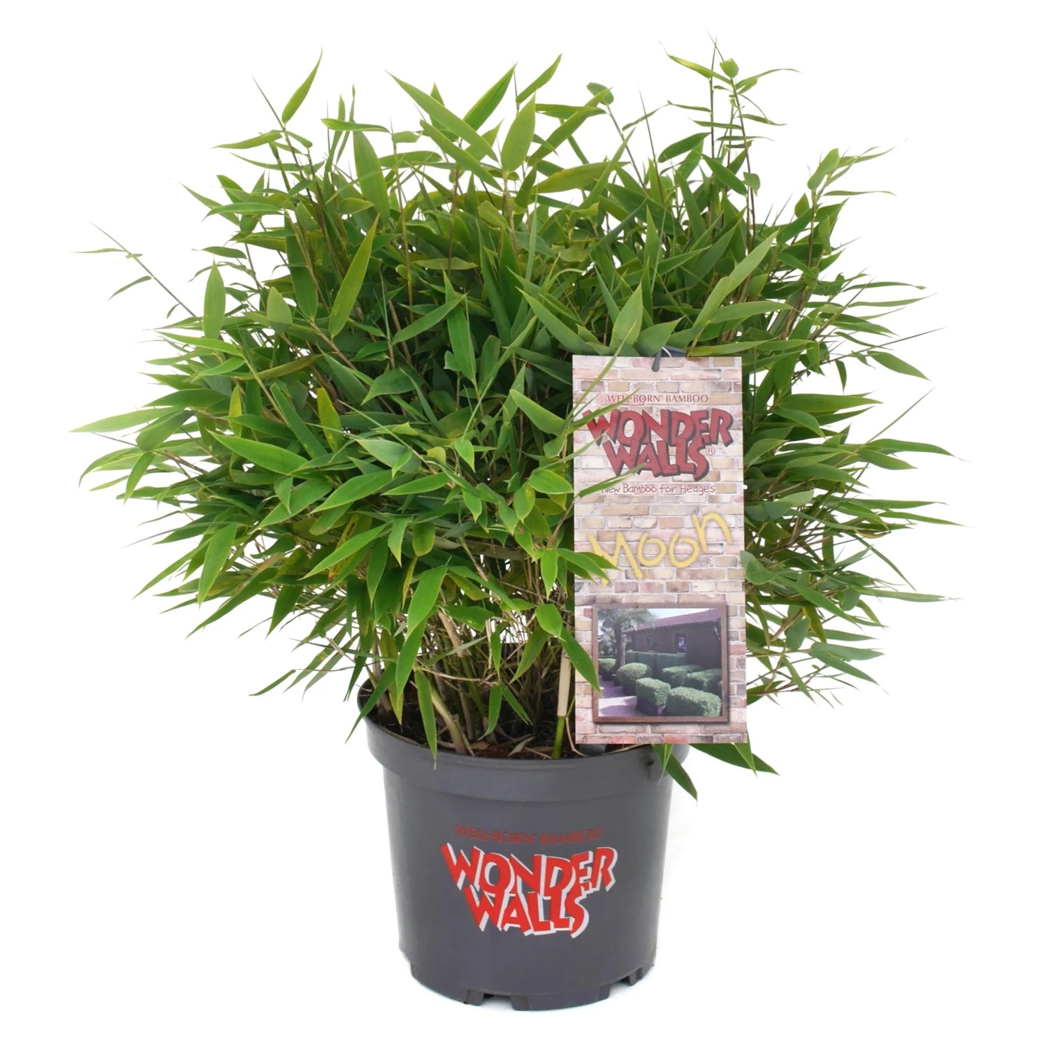 hedera rhombea Hedera rhombea Variegata – Dibleys main image 1