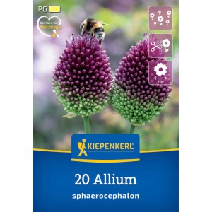 Kiepenkerl Zierlauch A. sphaerocephalon, 2 violette Blütenköpfe mit Hummel.