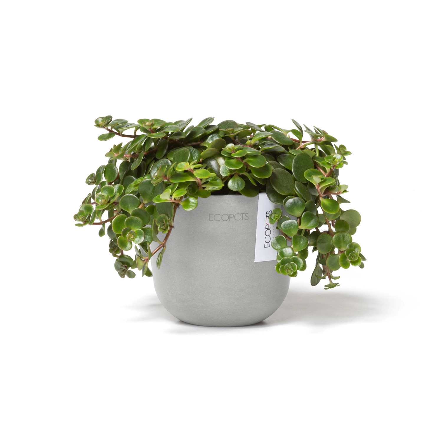 Ecopots Pflanztopf Oslo Mini, weißgrau, 11,5x10cm, mit grüner Pflanze.