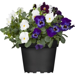 Hornveilchen Trio im Topf, verschiedene Farben, ideal für Frühjahrsbepflanzung.