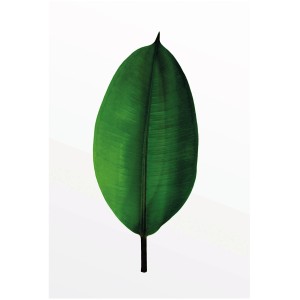 Komar Wandbild: Grünes Ficus Blatt, 50x70 cm. Dekoratives Bild für Wohnräume.