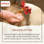 Hand füttert weißes Huhn mit Supravit Kalkgrit Ergänzungsfutter für starke Eierschalen. Einfache Anwendung.