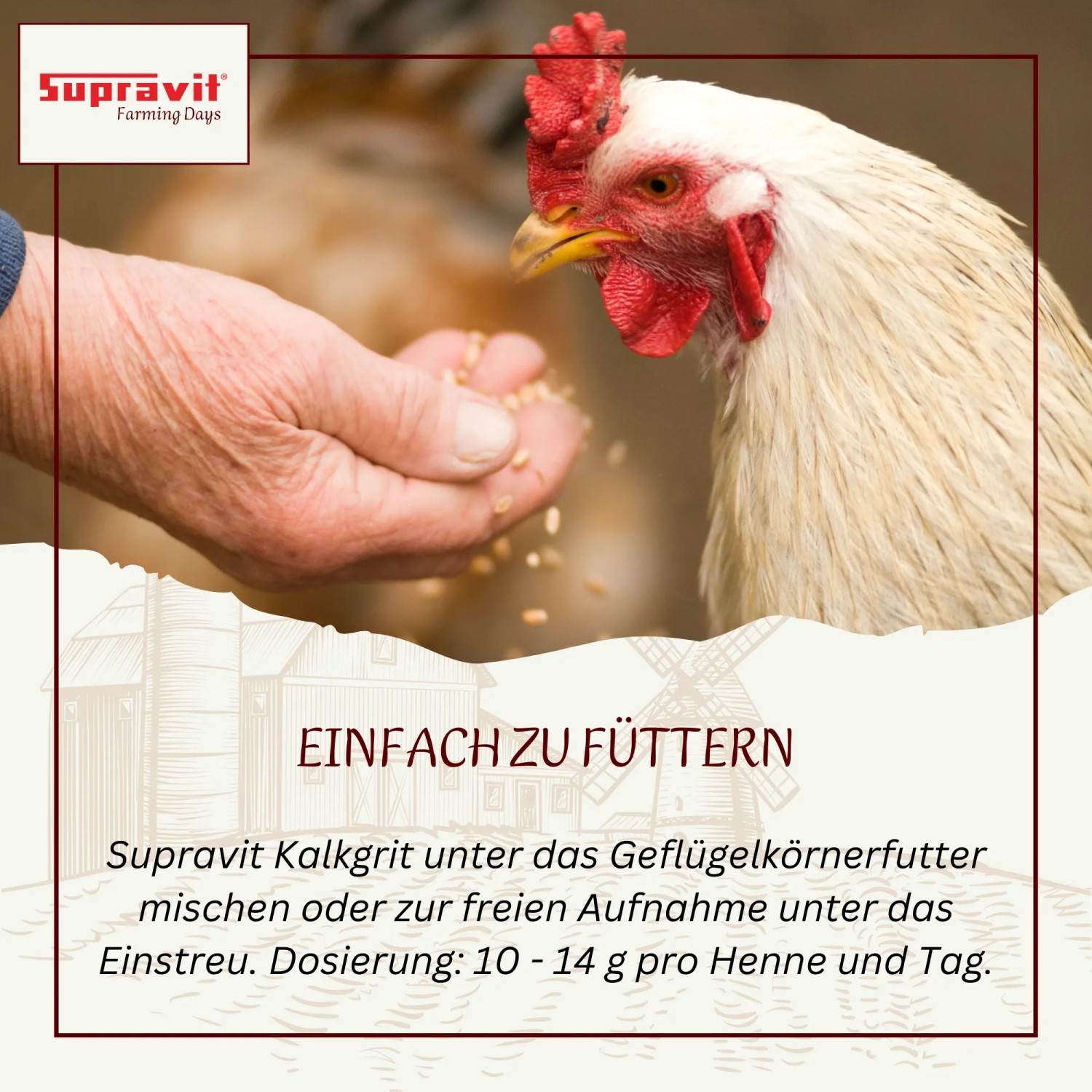 Hand füttert weißes Huhn mit Supravit Kalkgrit Ergänzungsfutter für starke Eierschalen. Einfache Anwendung.