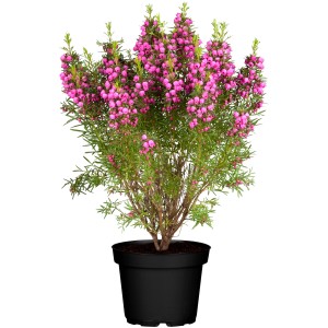 Duftglöckchen 'Rosa' als Stamm im Topf, ca. 40-50 cm hoch, blühende Kübelpflanze.