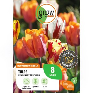 Farbenfrohe Tulpen Rembrandt Mischung von GROW by OBI, 8 Stück. Blüten in Gelb, Rot, Orange und Weiß.