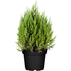 Kegelförmiger, blaugrüner OBI Mooswacholder Stricta im schwarzen Topf, ca. 20 cm hoch.