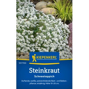 Kiepenkerl Steinkraut Schneeteppich Alyssum mit weißen Blüten im Garten.