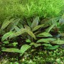 Dennerle Cryptocoryne X Pupurea Aquariumpflanze In-Vitro mit länglichen, grün-braunen Blättern.