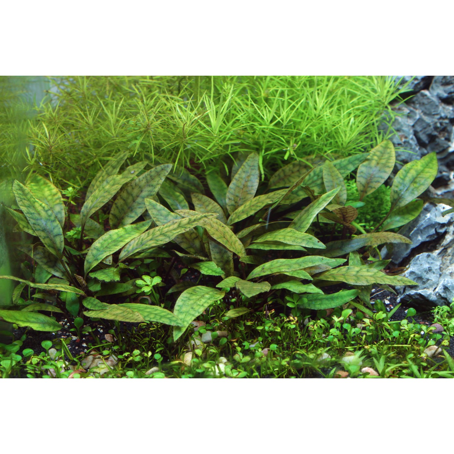Dennerle Cryptocoryne X Pupurea Aquariumpflanze In-Vitro mit länglichen, grün-braunen Blättern.