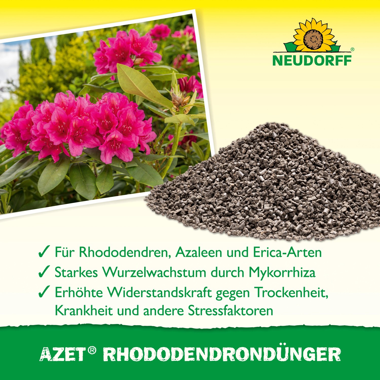 verzorging rhododendron Belva's Joy main image 1
