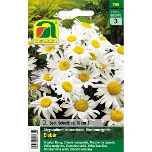 Austrosaat Riesenmargerite Eisbär Saatgut, weiße Chrysanthemum maximum Blüten.