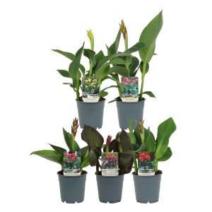 Verschiedene Indische Blumenrohr Pflanzen (Canna) im Topf, unterschiedliche Blütenfarben.