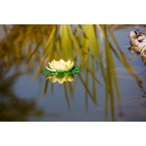 Gelbe, künstliche Seerose (Ø 10cm) als Teichdeko, schwimmend auf dem Wasser.