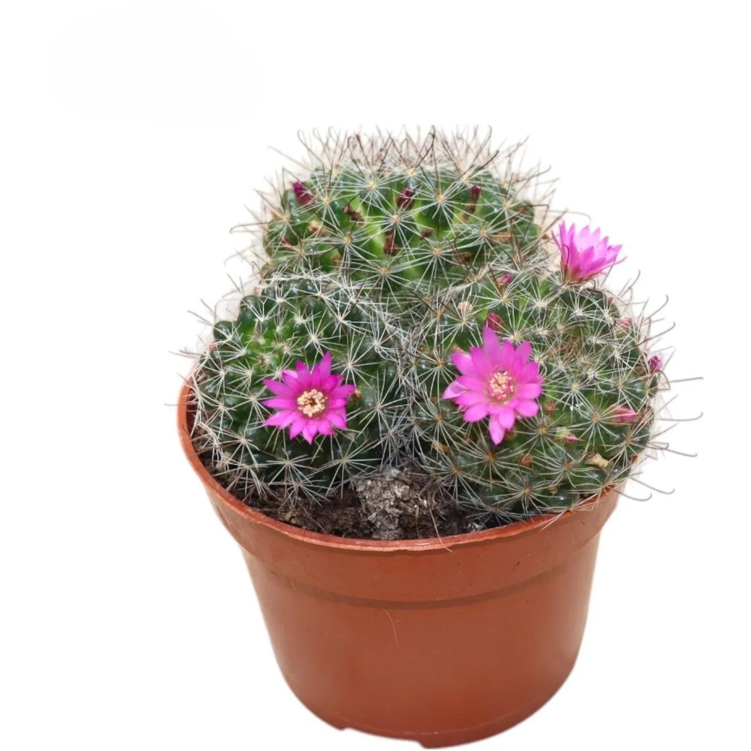 GROW by OBI Kaktus blhend Sortenauswahl Topf- ca. 8,5 cm kaufen bei OBI