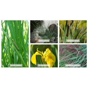 Teichpflanzen-Set für Tiefwasserzone: Kalmus, Sumpfschwertlilie, Binsen, Schilf und Rohrkolben im 9cm Topf.
